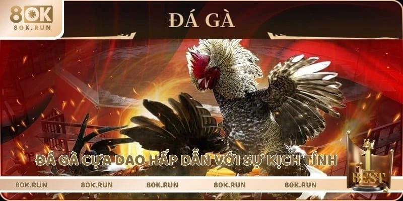 Đá gà cựa dao hấp dẫn với sự kịch tính