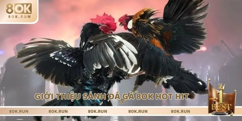 Giới thiệu sảnh đá gà 8OK hot hit 